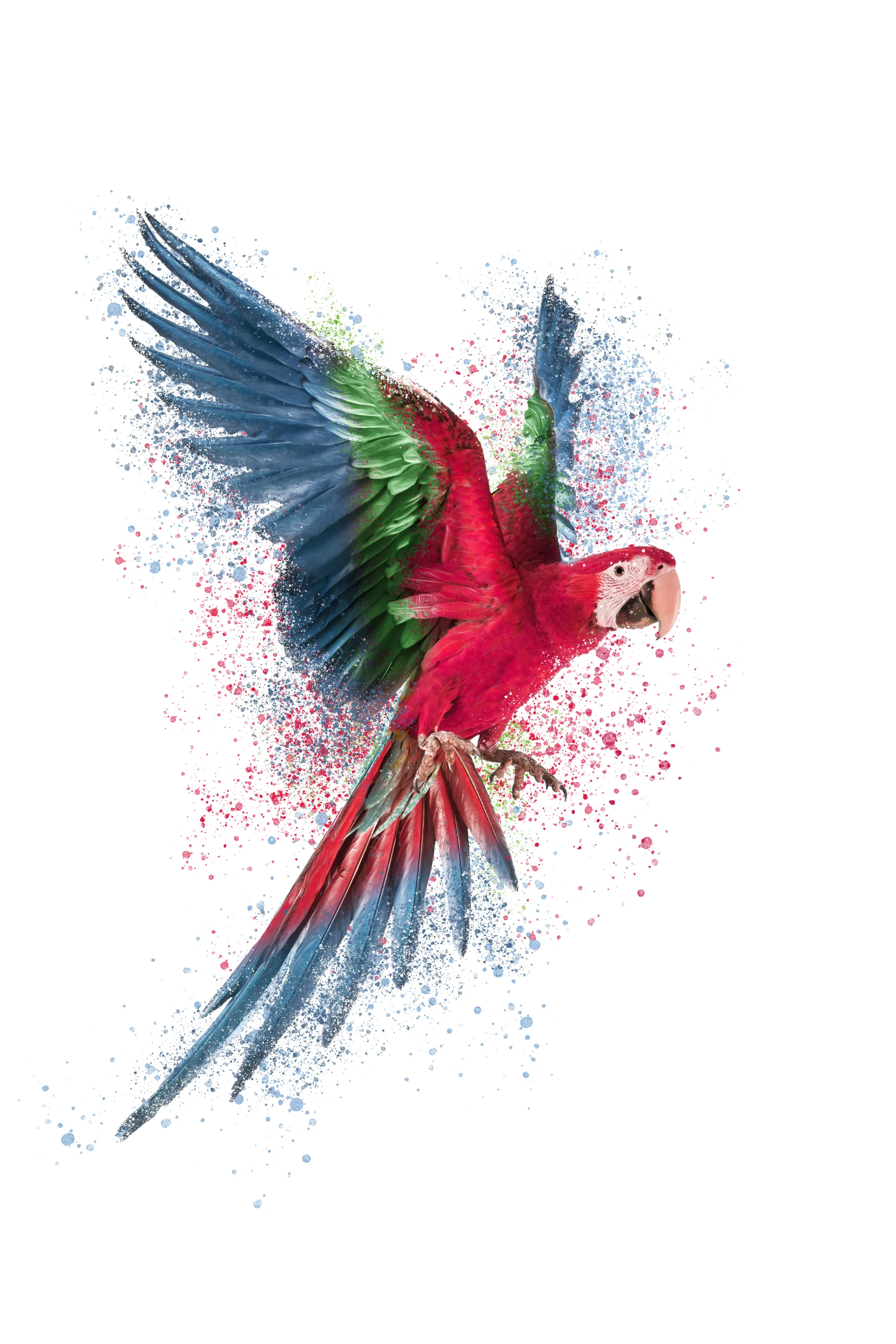 Vibrant Parrot Printed T-shirt for women